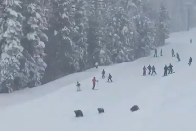 Kayak pistinde ayıların izleri ve kar kalıntıları