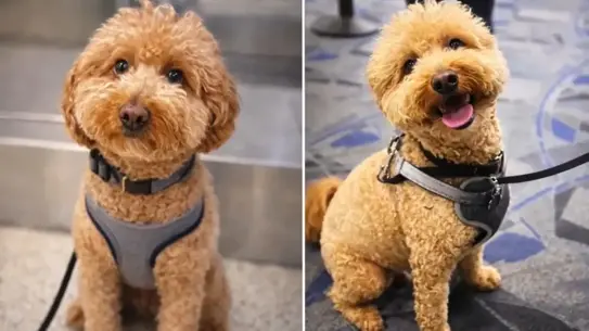 Köpek gişe bağlanmış halde