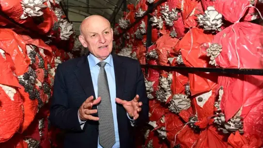 Kadın girişimcilerin istiridye mantarı üretim sahası