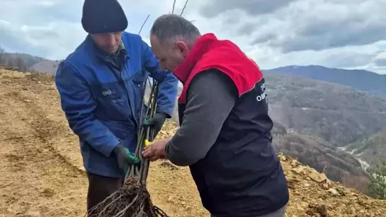 Kestane fidanları sulanıyor