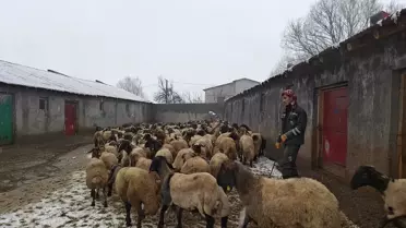 Muş’ta Hayvancılık Destekleri Artıyor: Küçük ve Büyükbaş Hayvan Sayısında Belirgin Yükseliş