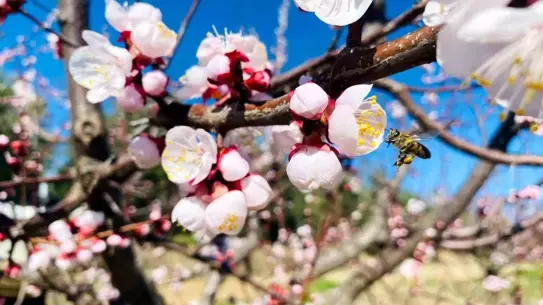 Salihli Tarım ve Orman Müdürlüğü'nden Monilya Hastalığına Karşı Uyarı ve Tedbir Paketi