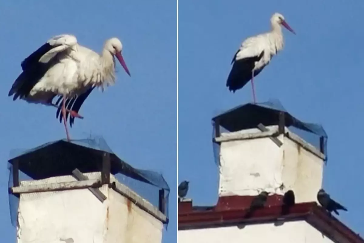 Ardahan’da Leylekler Erken Dönüş Yaparak Baharın İşaretini Verdi