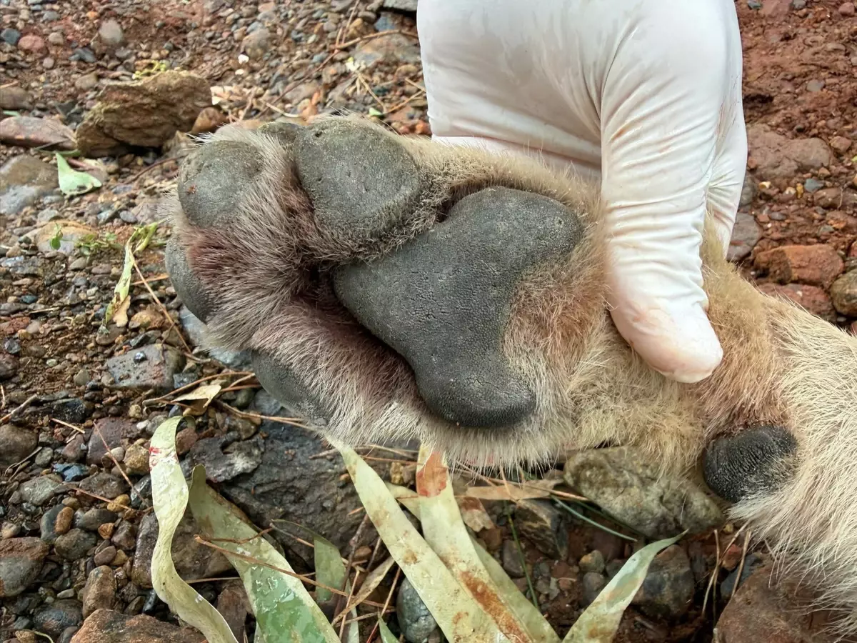 Fethiye'de Trafik Kazası Sonucu Ölen Kurt, TÜBİTAK Destekli Genetik Projeye Katıldı