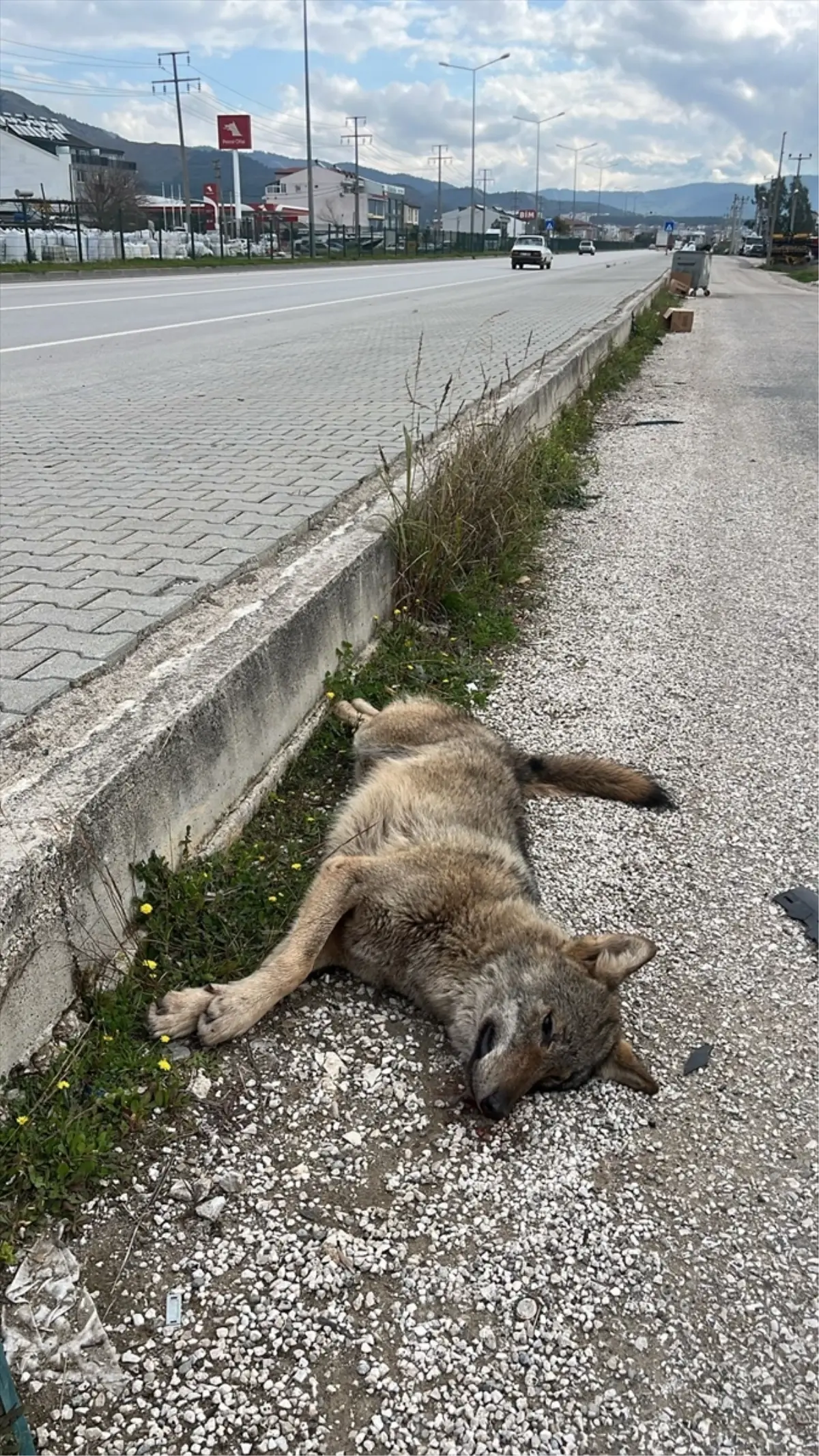 Fethiye'de Yolda Bulunan Ölü Kurt, Araç Çarpmasıyla Ölümüne Sebep Oldu