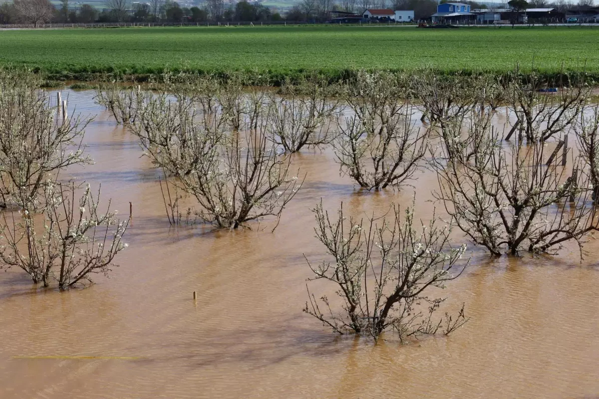 Turgutlu’da Gediz Nehri Taşkını Tarım ve Hayvancılığı Tehdit Altına Aldı