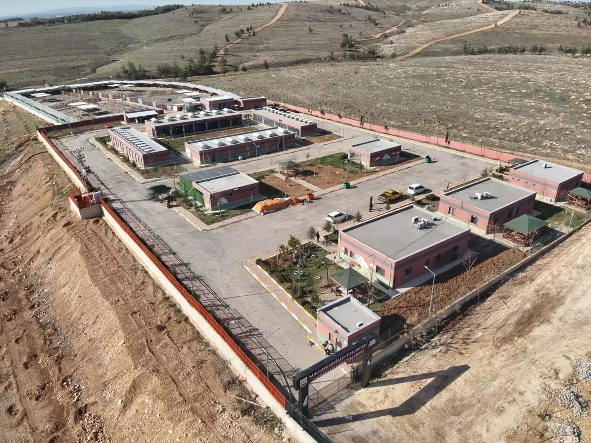 Şanlıurfa’da 27.960 Sahipsiz Hayvan Toplandı, 3.374’i Kısırlaştırıldı