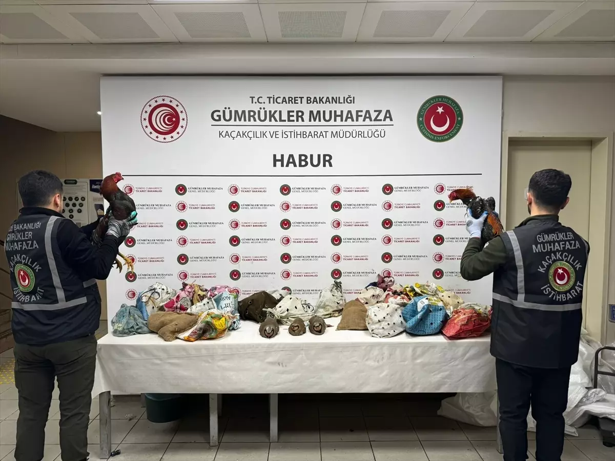 Silopi'de Kaçak Hayvan Operasyonu: 38 Keklik ve 2 Horoz Ele Geçirildi