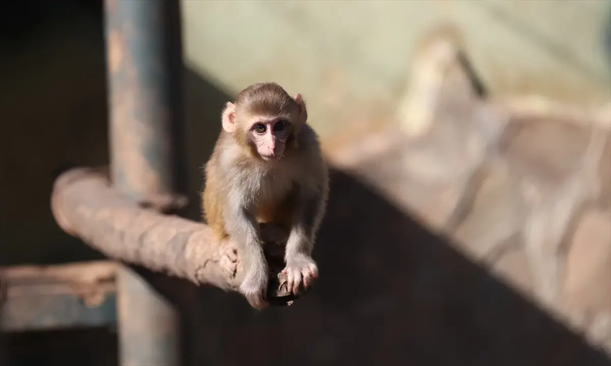 Antalya’da Karantinadan Çıkan ‘Portakal’ Maymunu Barınağa Yerleştirildi