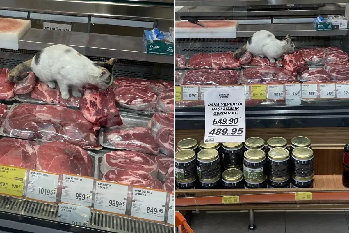 Zincir Markette Kedinin Et Bölümüne Girişi Şaşkınlık Yarattı