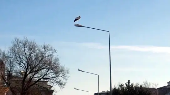 Leyleklerin uçuş anı