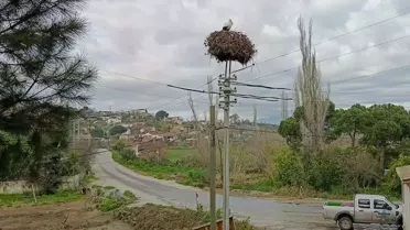 Söke’de Leylek Göçü: EKODOSD’den Un Hediyesi ve Doğa Dostu Mesaj