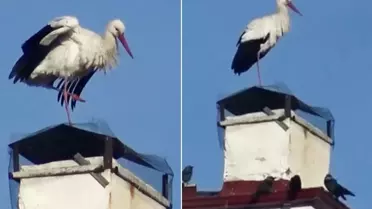 Ardahan’da Leylekler Erken Dönüş Yaparak Baharın İşaretini Verdi