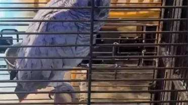 DKMP, Tehlike Altındaki İguana ve Papağanları Ele Geçirdi