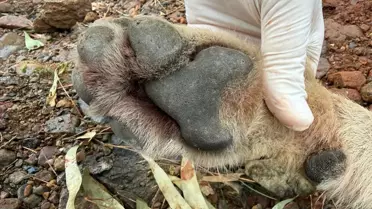 Laboratuvarda kurt DNA örnekleri