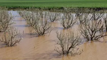 Gediz Nehri taşkını sonrası Turgutlu’da hasar gören tarım arazileri