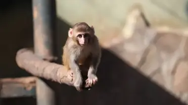 Barınakta Portakal maymununun yeni yaşam alanı