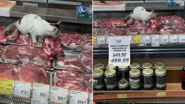 Kedinin et reyonundaki anı