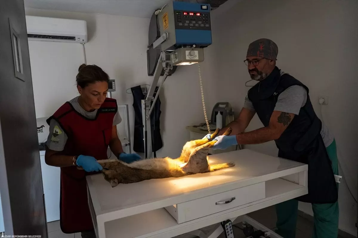 Aydın’da Yaralı Saz Kedisi İzmir Doğal Yaşam Parkı’nda Tedavi Edilip Doğaya Salındı