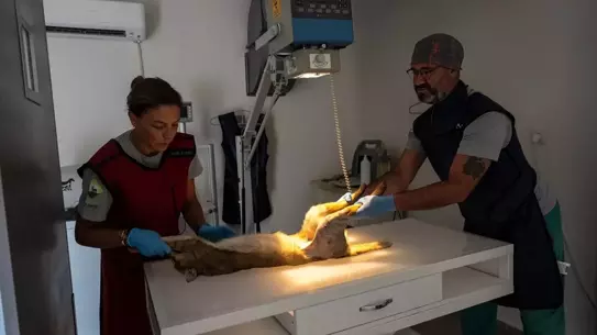 Tedavi sürecindeki saz kedisi