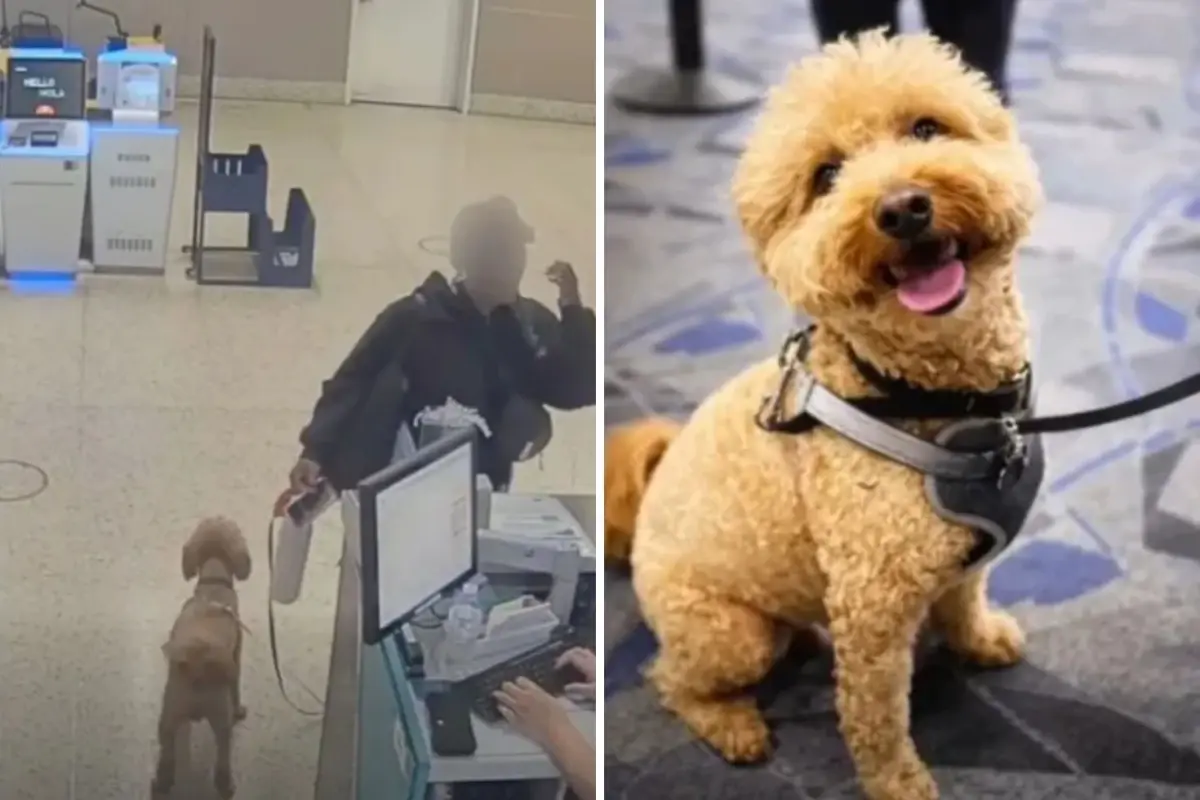 Las Vegas'ta Rehber Köpeği Uçağa Alamayan Kadın Havalimanında Bırakıp Tutuklandı