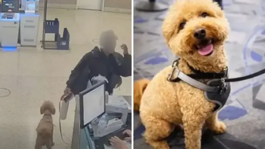 Las Vegas'ta Rehber Köpeği Uçağa Alamayan Kadın Havalimanında Bırakıp Tutuklandı