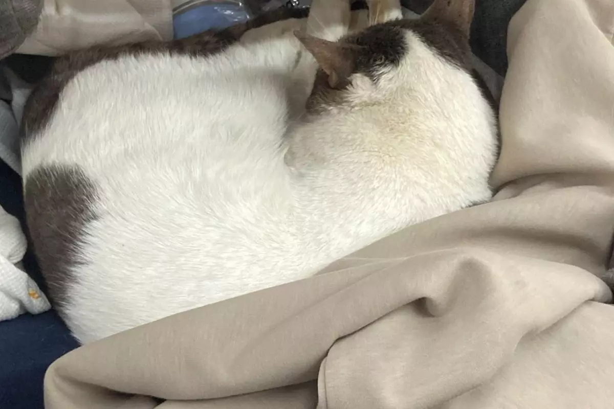 Sokak Kedisi Zincir Market Rafları Arasında Uyumaya Çaldı: Görüntüler Sosyal Medyada Yankı Buldu