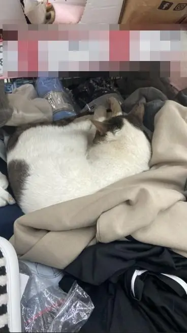 Market rafları arasında uyuyan kedinin yakın çekim fotoğrafı