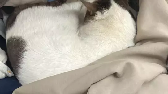 Sokak Kedisi Zincir Market Rafları Arasında Uyumaya Çaldı: Görüntüler Sosyal Medyada Yankı Buldu