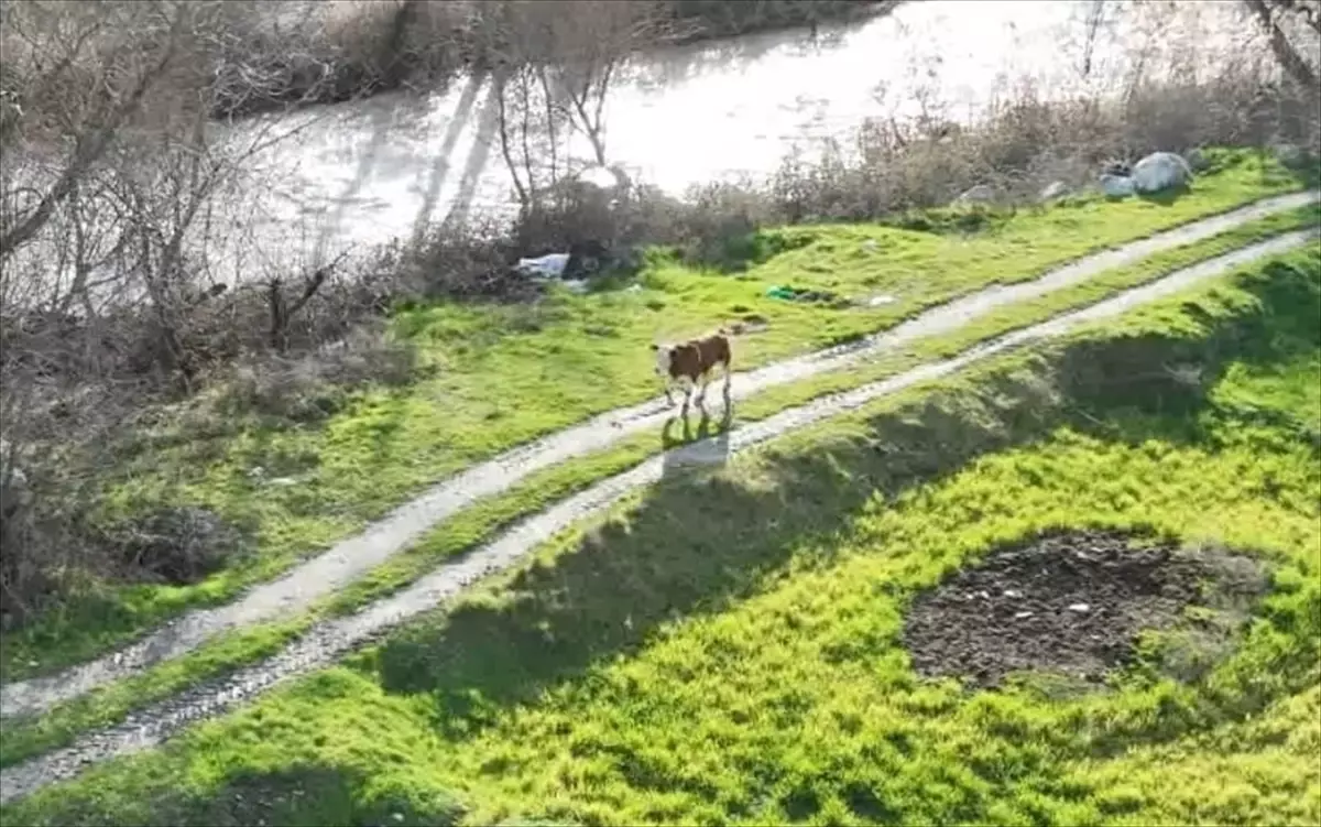 Kargı’da Kayıp Buzağı, Drone Destekli Arama Sonucu Çeltik Tarlasına Çıktı