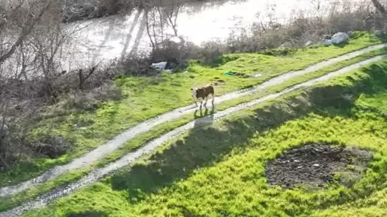 Drone görüntüsüyle tespit edilen buzağın konumu