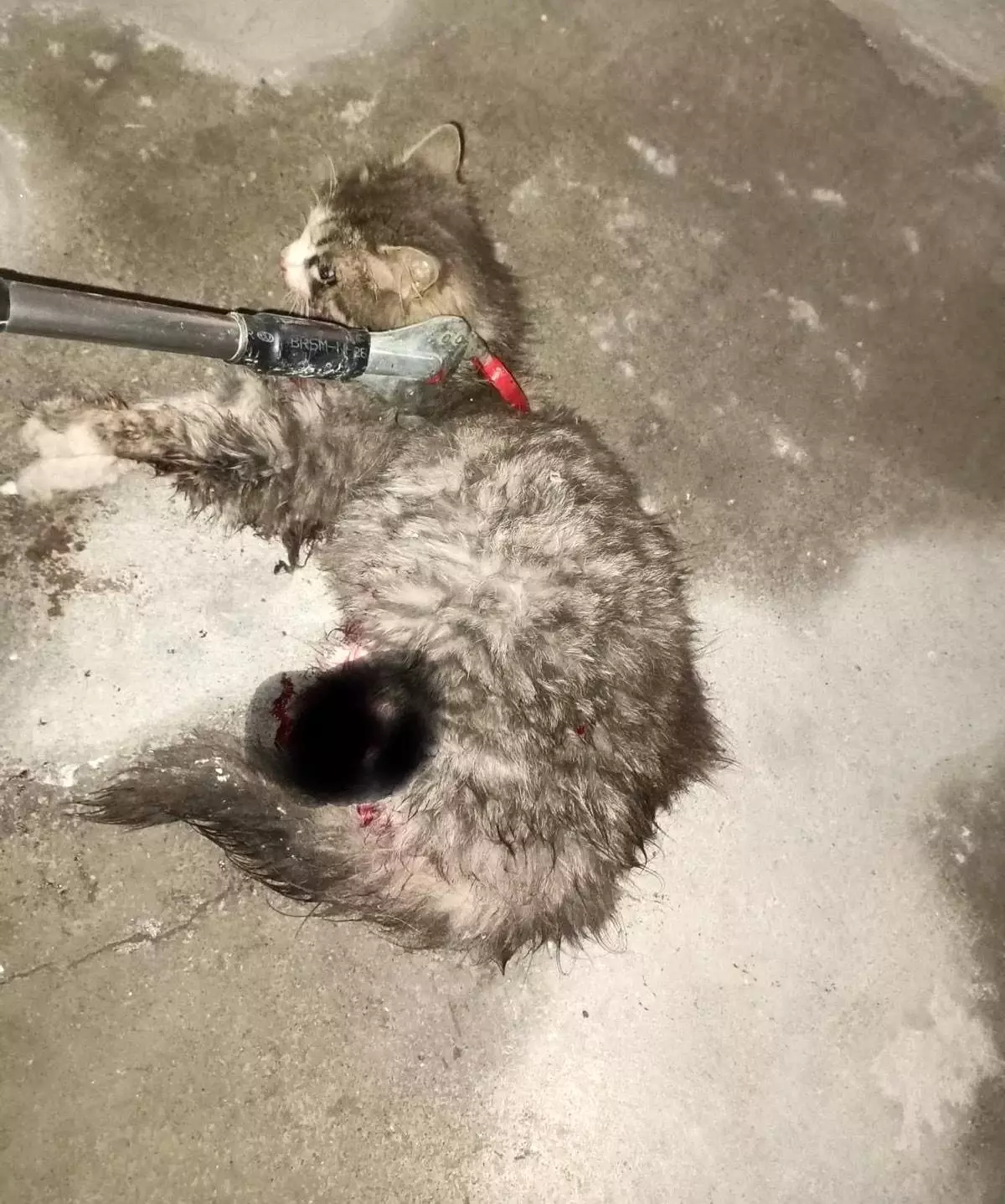 Ayvacık'ta itfaiye ekipleri tarafından kurtarılan kedi