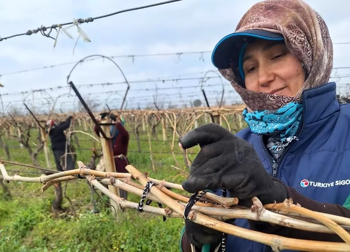 Sarıgöl'de Üzüm Bağları Yoğun Budama Çalışmalarına Ev Sahipliği Yapıyor