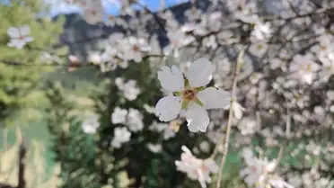 Badem ağaçları çiçek açtı, Burdur