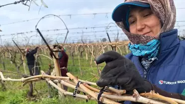 Budama çalışması sırasında bağlar