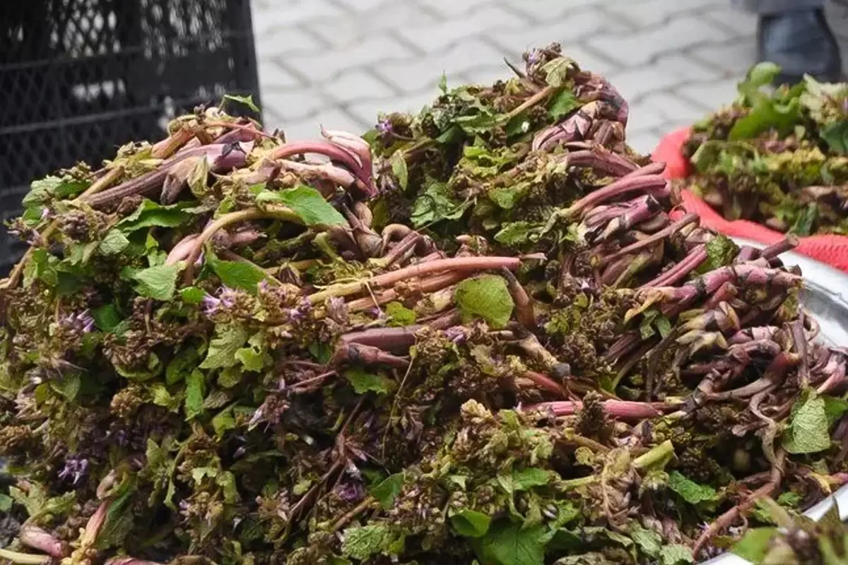 Zılbıt Otu: Antik Savaşçılardan Günümüz Sağlık Güzergahına