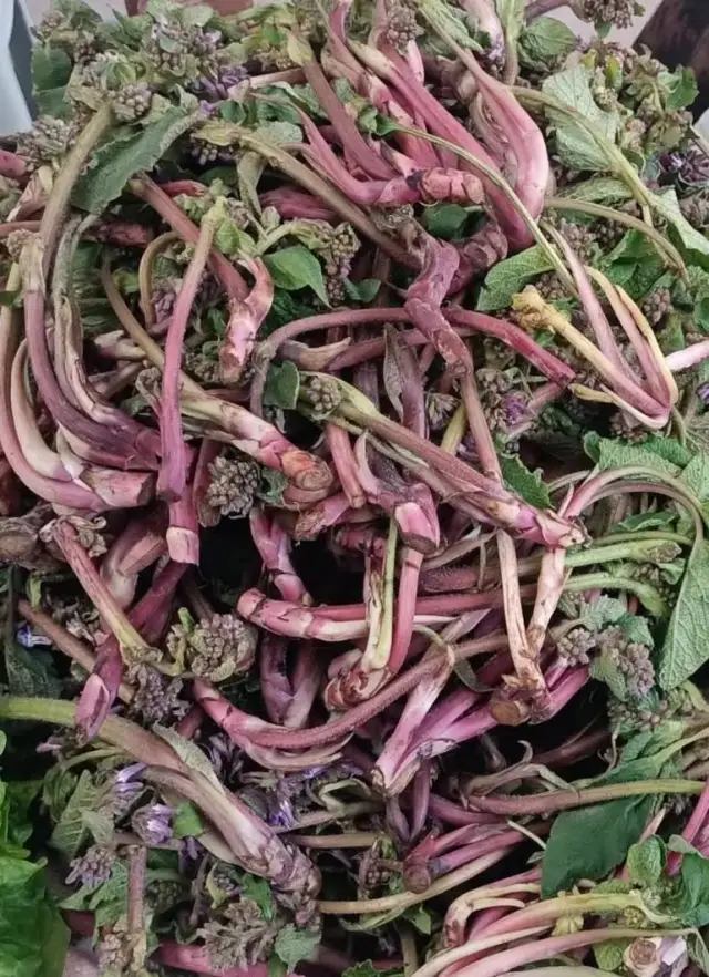 Zılbıt otundan hazırlanan çay