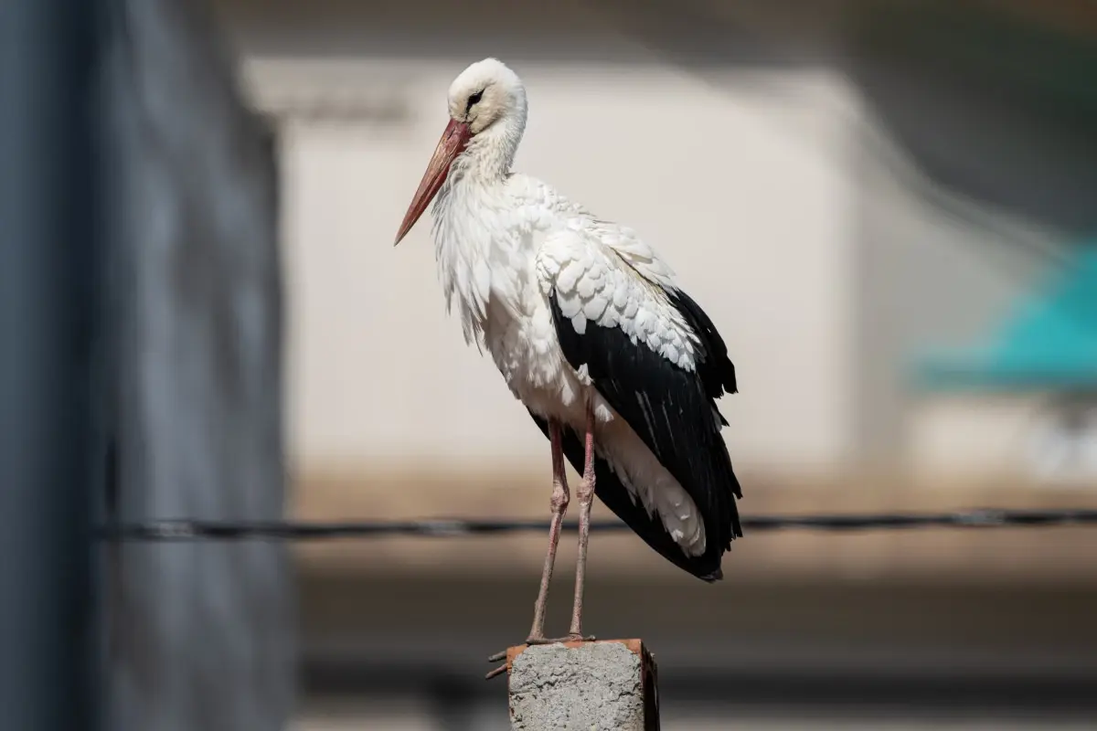 Nazlı’nın 15. Ziyareti Eskikaraağaç Köyünde Turizmi Canlandırıyor