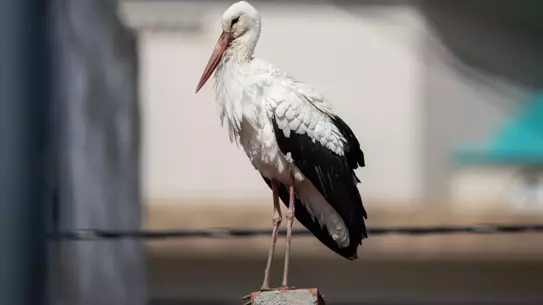 Nazlı’nın 15. Ziyareti Eskikaraağaç Köyünde Turizmi Canlandırıyor