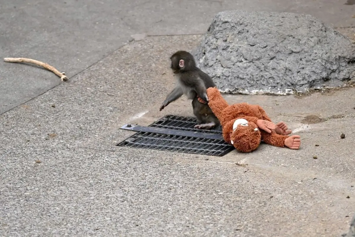 Punch'ın Peluş Oyuncağı Türkiye’de Rakamlarla Buluştu: 650 TL’lik Fiyat Detayları