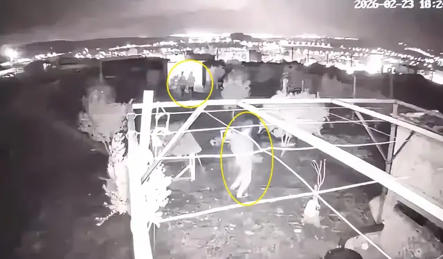 Serbest bırakılan güvercinler