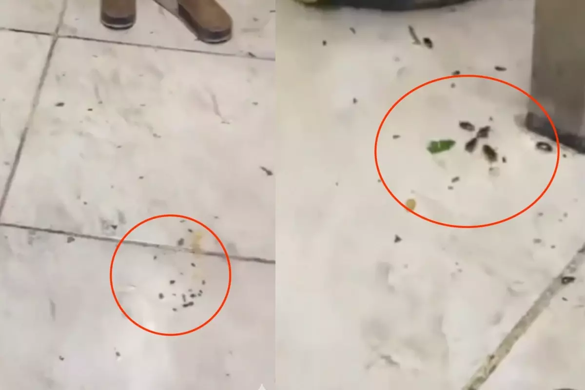 İzmir'in Popüler Restoranında Hamam Böcekleriyle Dolu Mutfak Görüntülendi