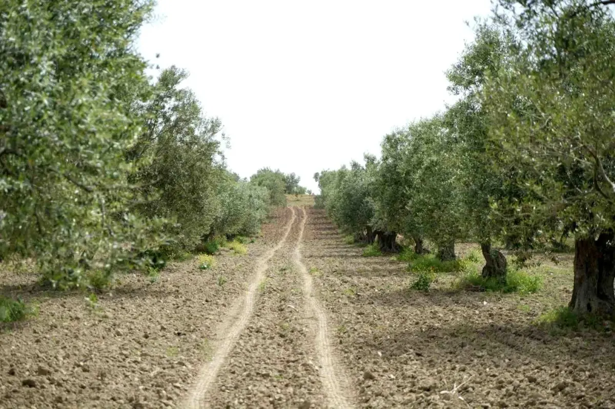 Saruhanlı’da Zeytin Ağaçlarını Tehdit Eden Halkalı Leke Hastalığı Uyarısı