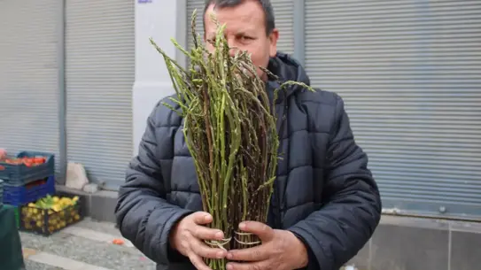 Acı ot bağları ve hasat