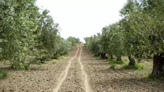 Zeytin ağaçlarında halkalı leke belirtileri