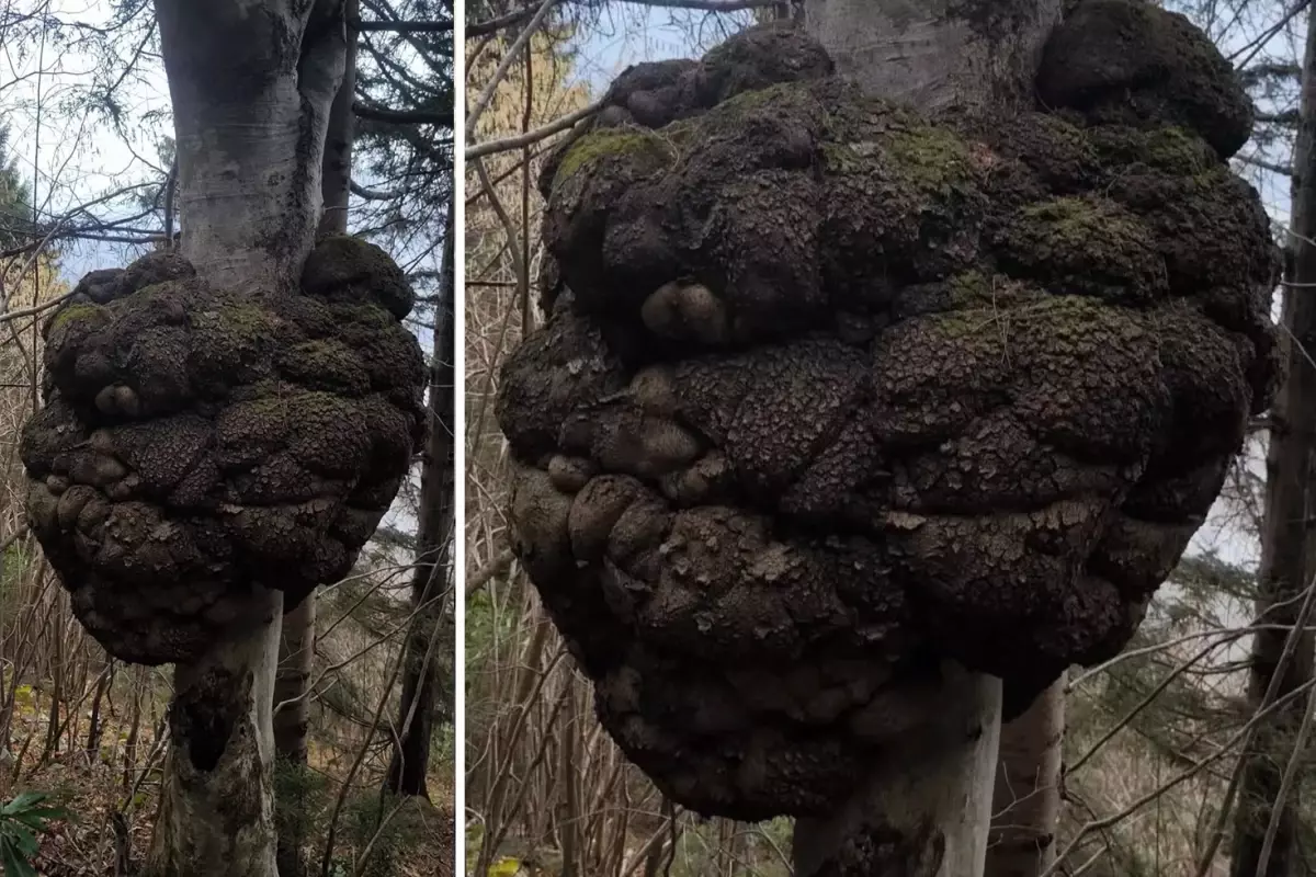 Trabzon’da Dev Uru Ağacı Keşfedildi: Doğanın Altın Değeri