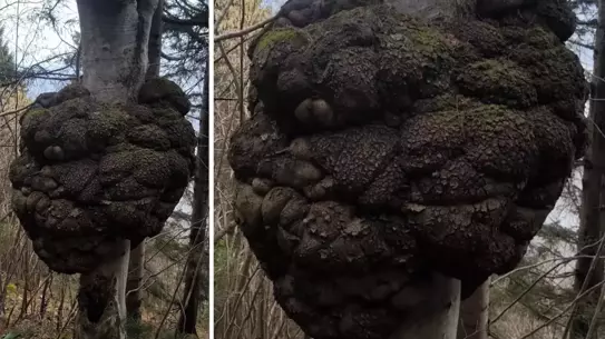 Trabzon’da Dev Uru Ağacı Keşfedildi: Doğanın Altın Değeri