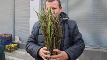 Acı Otun Şaşırtıcı Sağlık Güzellikleri ve Kullanım Rehberi