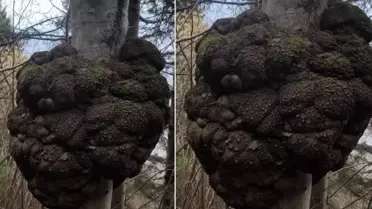 Trabzon Ormanında Bulunan Dev Ağaç Yumrusu, Lüks Tasarım Dünyasında Altın Değerinde