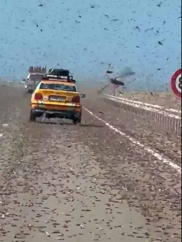 Dev çekirgeler gökyüzünü kapladı